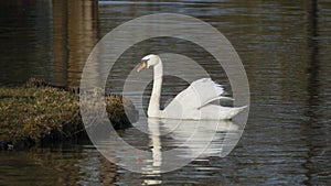 White swan, swims on a lake, and warms himself that suns itself