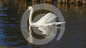 White swan, swims on a lake, and warms himself that suns itself