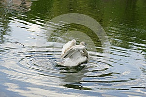 White swan swims in pond. Spring day with blue sky and water.