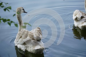 White swan swims in pond. Spring day with blue sky and water.