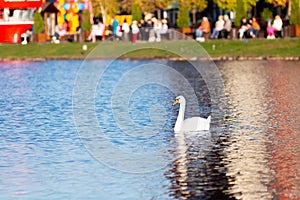 White swan swims on the surface of the city pond. There are resting people on the pond cost on the background