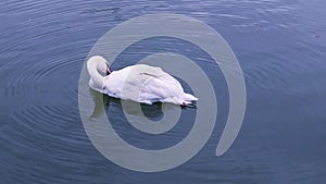 A white swan swims in the water of a pond and cleans its feathers