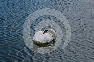 White swan swinging on the waves.