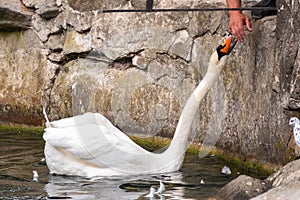 White Swan takes food from man`s hand in pond