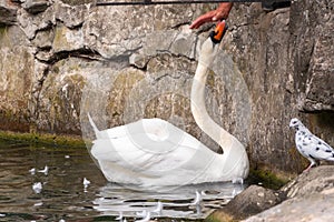 White Swan takes food from man`s hand in pond