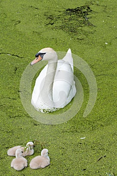 White swan with three ducklings swimming in duckweed