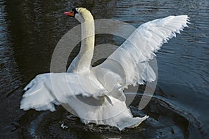 White swan