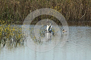 White swan with two little swans floating on lake