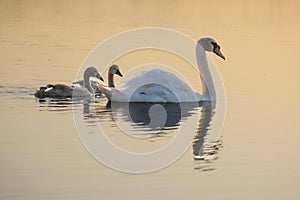 A white swan and two small swans on the water of a golden cart of the rays of the setting sun