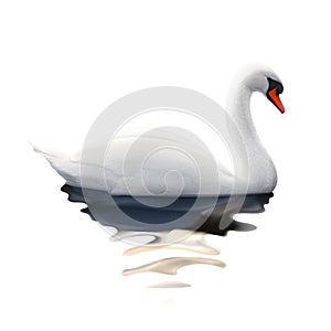 White Swan vector illustration