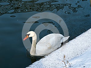 White swan in the Vistula river waiting for the food.