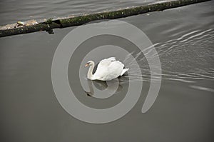 White swan on the Vltava river in Prague, Czech Republics