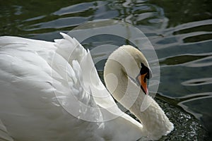 White Swan