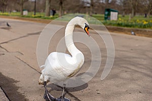 A white swan is walking around the lake