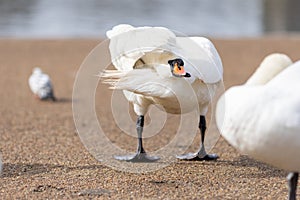 A white swan is walking around the lake