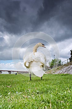 White swan walking on grass on riverbank underneath dark clouds