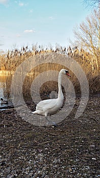 Bílá labuť chůze na listí vedle jezera