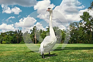 White swan walking in the park with green grass on a sunny summer day. Animal portrait