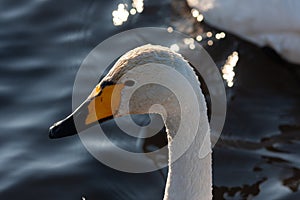 White Swan on the water