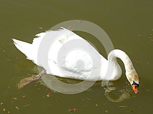 White swan on the water