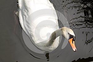 White swan in the water looking in camera