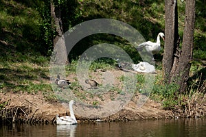 White Swan water movement sun reflection nature on swan lake. Mallard duck male female and white mute swans on the shore of a park