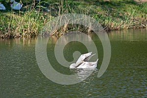 White Swan water movement sun reflection nature on swan lake in park. White mute swan in the water