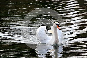 White swan on water in a pond