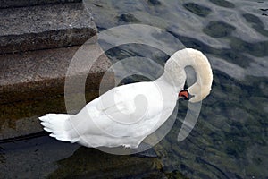 White swan in the water's edge