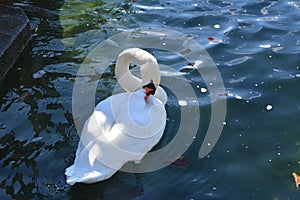 White swan in the water's edge