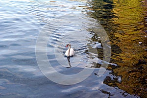 White swan in the water's edge