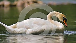 White swan on the a water surface