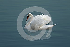 White swan