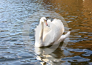 Blanco cisne sobre el Agua superficie 