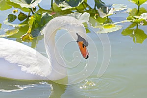 White Swan On Water With Water dripping From Beak