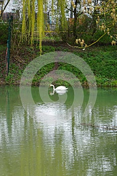 White swan on the water of the Wuhle river in spring. Berlin, Germany