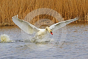 White swan waving wings on the lake