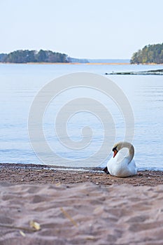 White swan on a wet sandy beach.