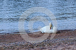 White swan on a wet sandy beach.