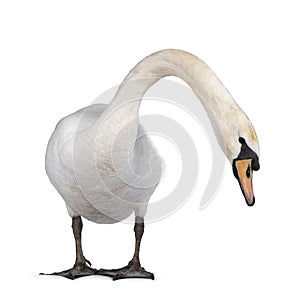 White swan on white background