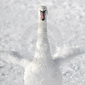 White swan on white snow