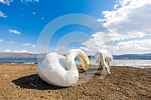 White swan on Yamanagako lake shore bckground with Fuji mountain