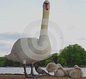 White swan with youngsters