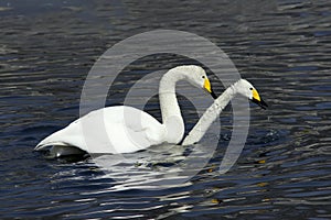 White swans