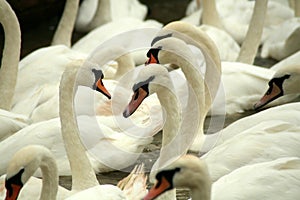 White Swans