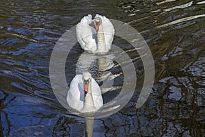 White swans