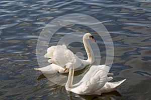 White swans