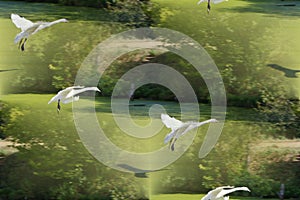 white swans approaching landing with alienation through multiple lenses