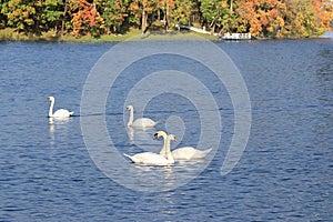 White swans on the autumn lake. A pair of inseparable swans lives and hibernates on the White Lake in St. Petersburg, they are