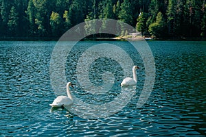 white swans in a beautiful emerald lake